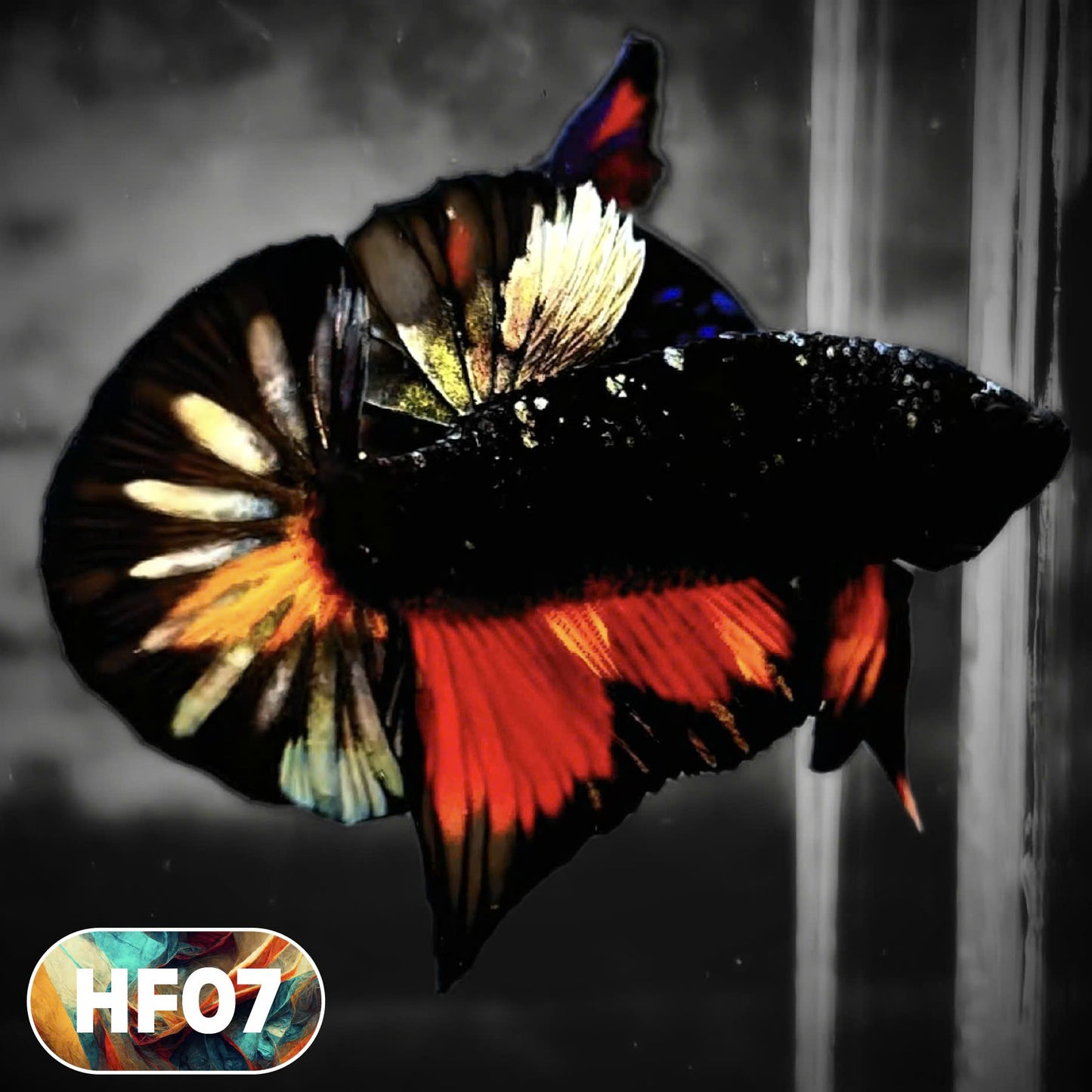 Dark Flame Hellfire Plakat Male Betta Fish | You Pick Fish | Rare Betta