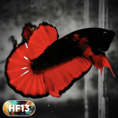 Dark Flame Hellfire Plakat Male Betta Fish | You Pick Fish | Rare Betta