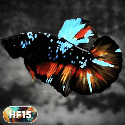 Dark Flame Hellfire Plakat Male Betta Fish | You Pick Fish | Rare Betta