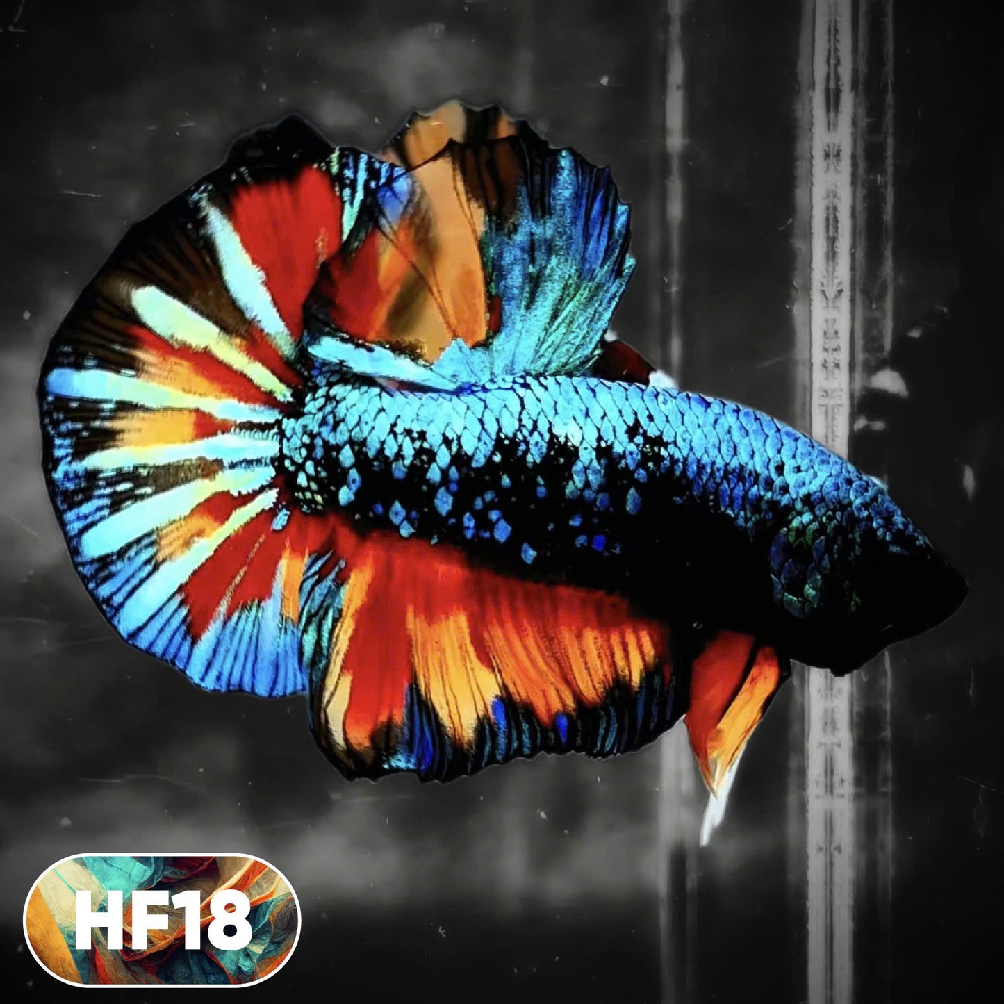 Dark Flame Hellfire Plakat Male Betta Fish | You Pick Fish | Rare Betta