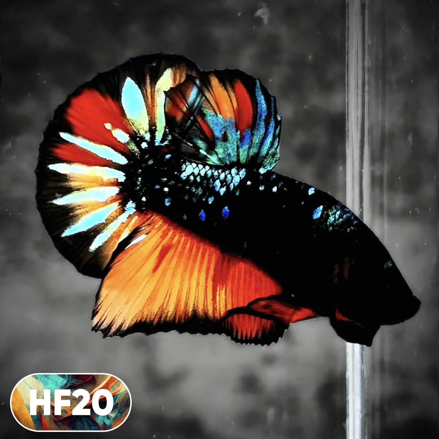 Dark Flame Hellfire Plakat Male Betta Fish | You Pick Fish | Rare Betta