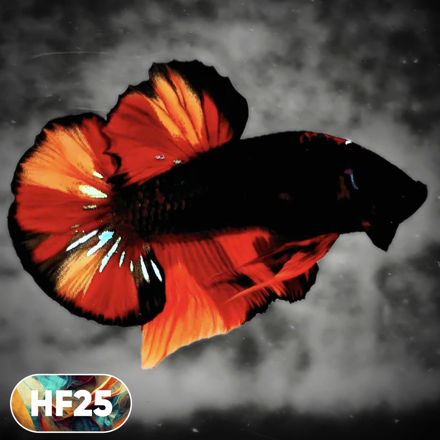 Dark Flame Hellfire Plakat Male Betta Fish | You Pick Fish | Rare Betta