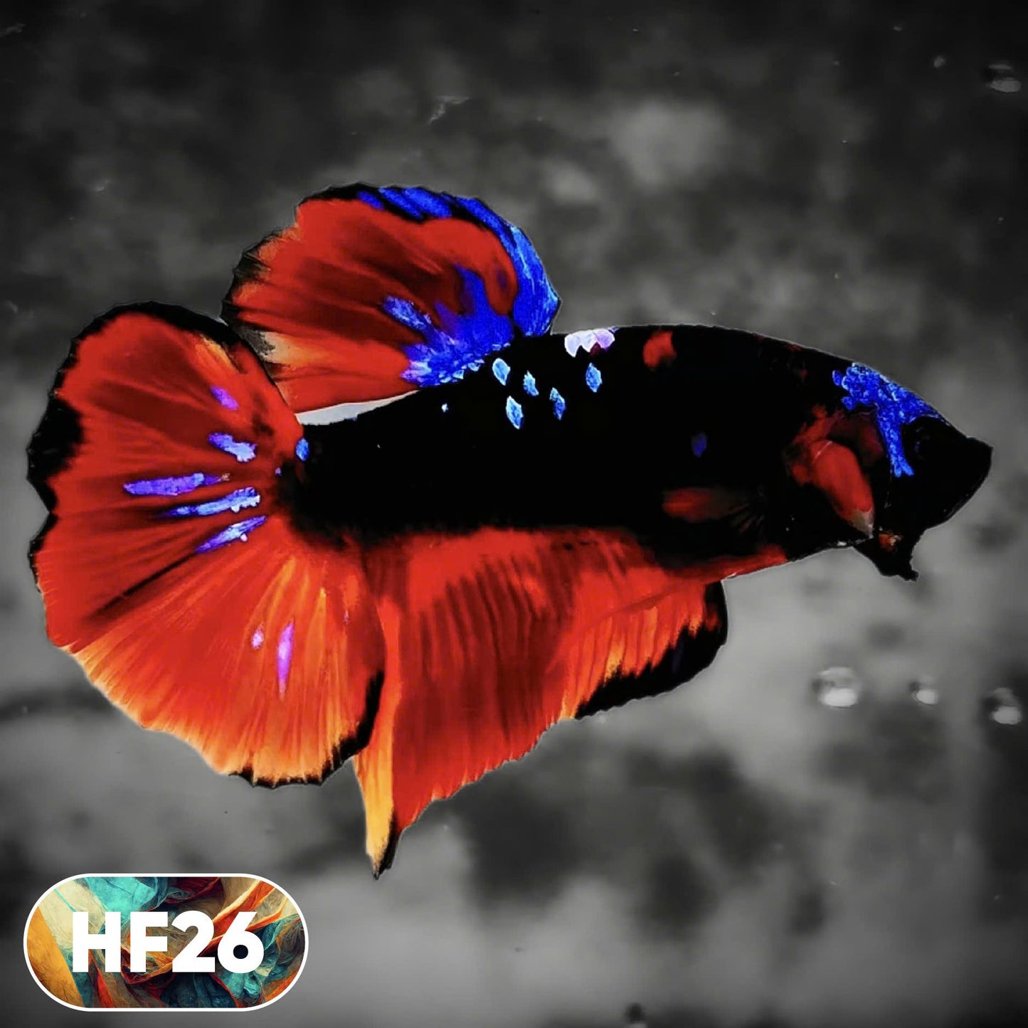 Dark Flame Hellfire Plakat Male Betta Fish | You Pick Fish | Rare Betta