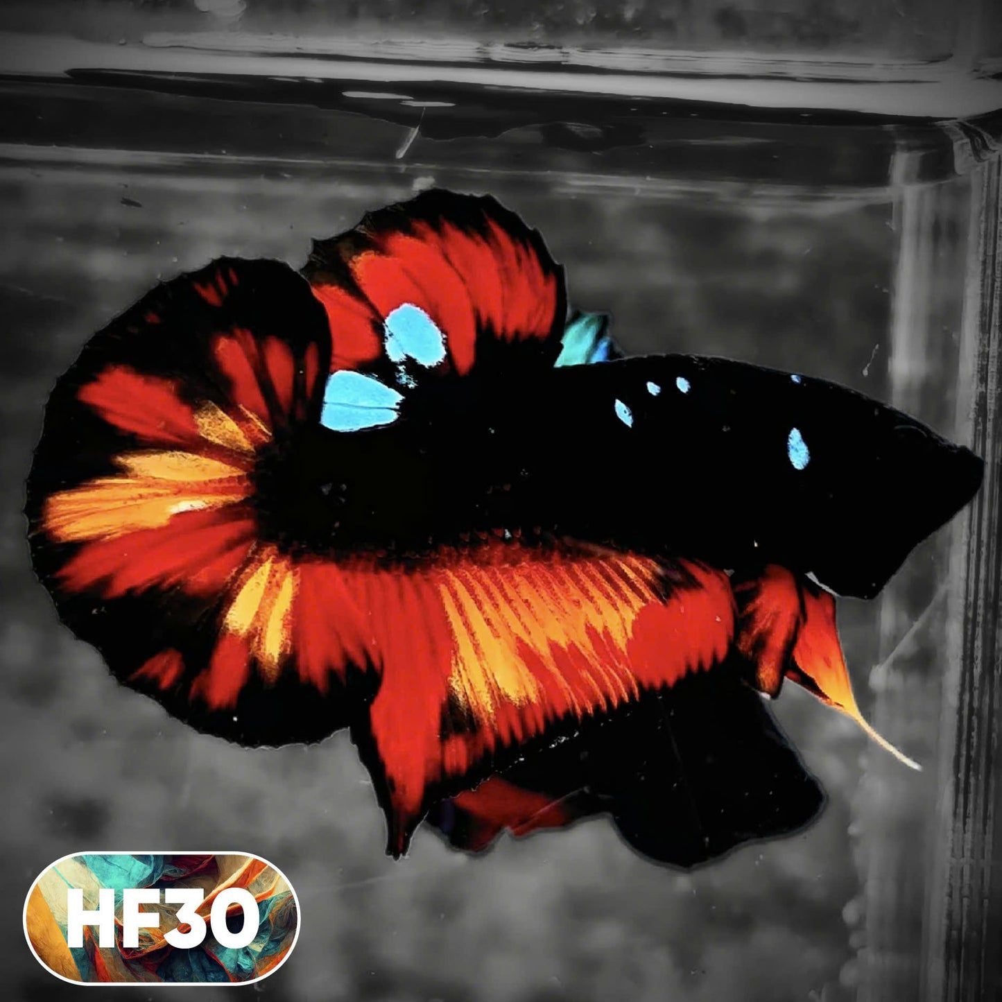 Dark Flame Hellfire Plakat Male Betta Fish | You Pick Fish | Rare Betta