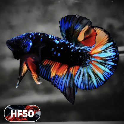 Dark Flame Hellfire Plakat Male Betta Fish | You Pick Fish | Exotic Betta