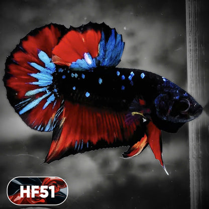 Dark Flame Hellfire Plakat Male Betta Fish | You Pick Fish | Exotic Betta