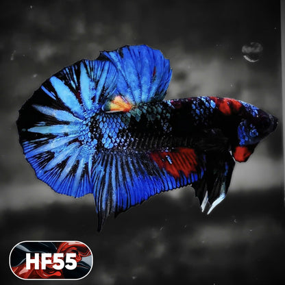 Dark Flame Hellfire Plakat Male Betta Fish | You Pick Fish | Exotic Betta