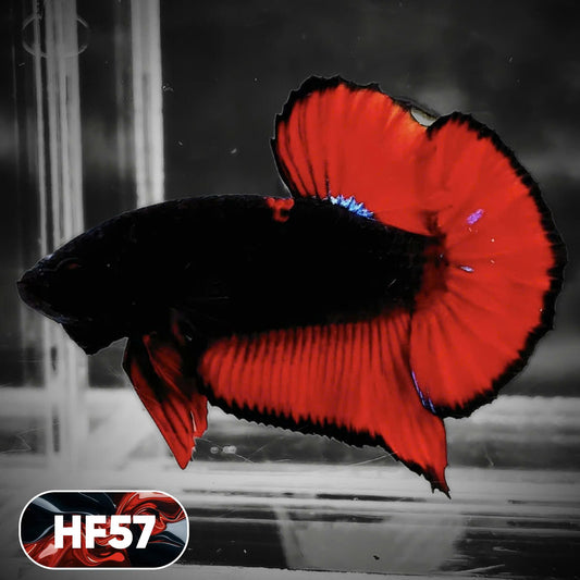 Dark Flame Hellfire Plakat Male Betta Fish | You Pick Fish | Exotic Betta