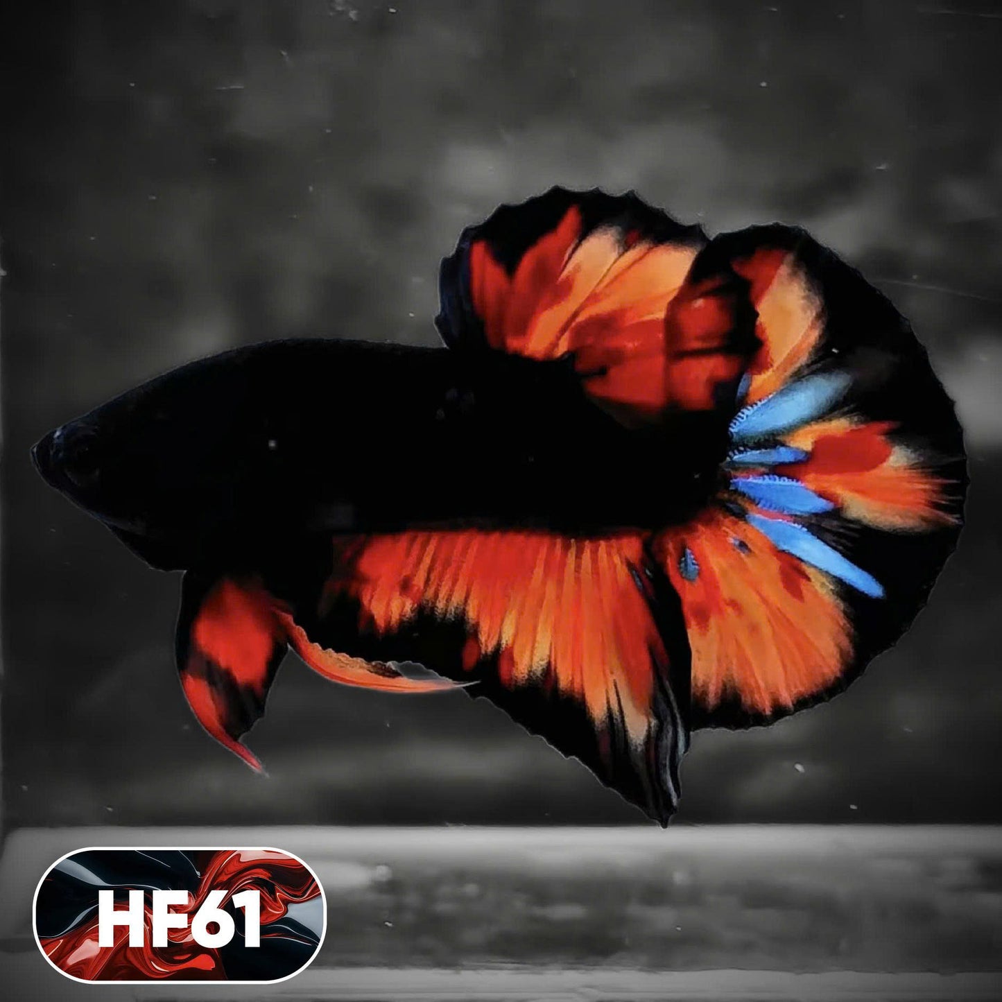 Dark Flame Hellfire Plakat Male Betta Fish | You Pick Fish | Exotic Betta