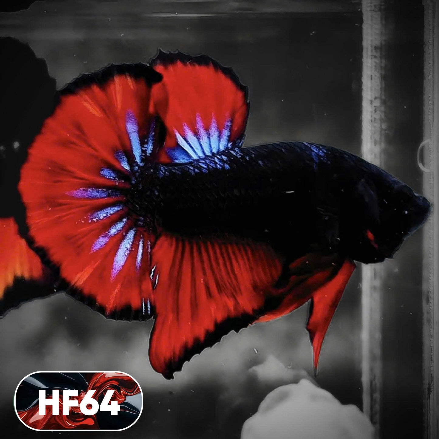 Dark Flame Hellfire Plakat Male Betta Fish | You Pick Fish | Exotic Betta