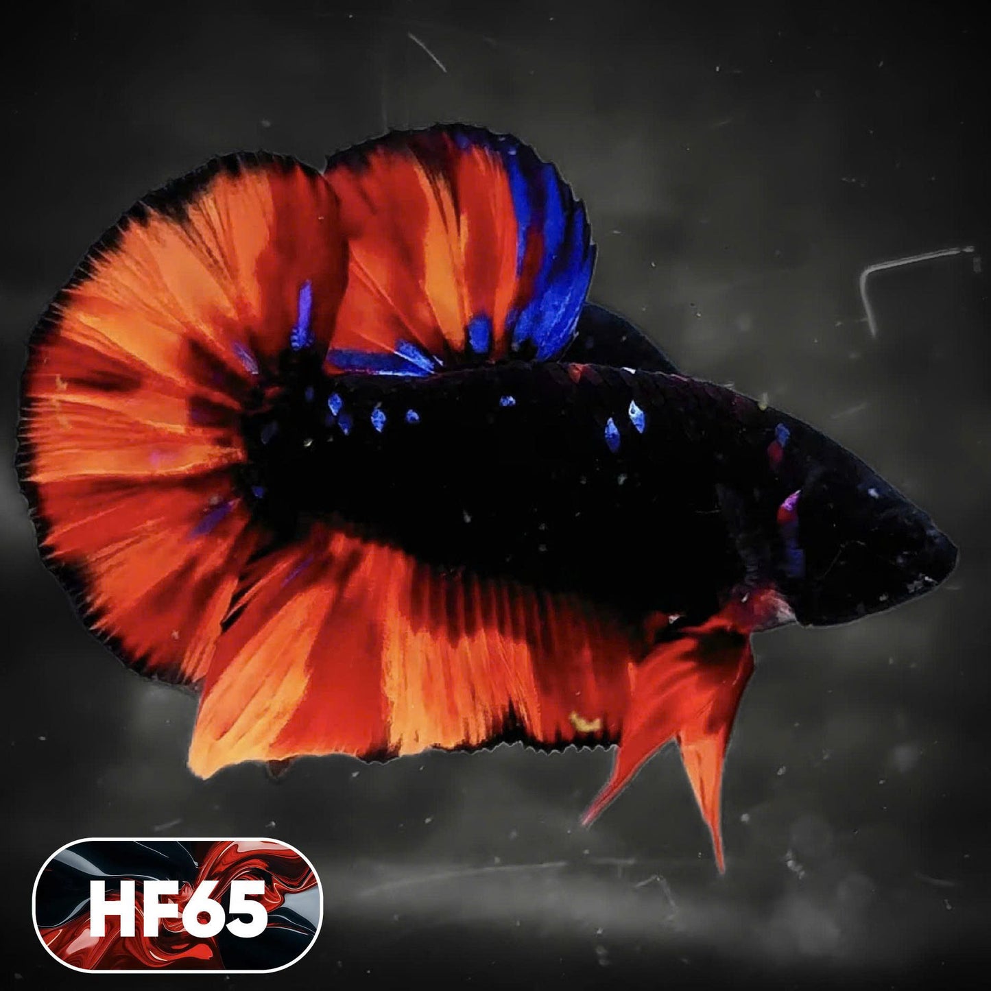 Dark Flame Hellfire Plakat Male Betta Fish | You Pick Fish | Exotic Betta