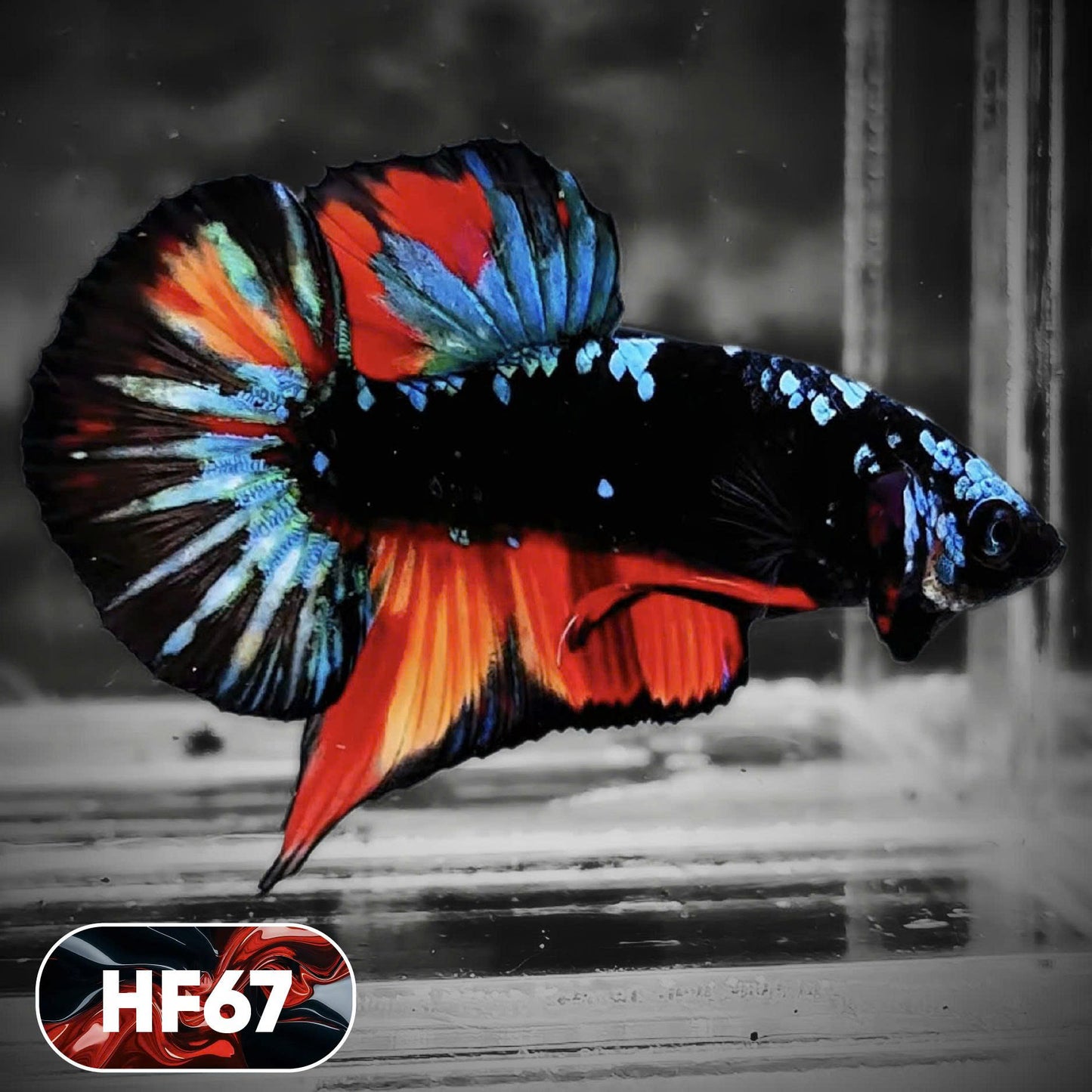 Dark Flame Hellfire Plakat Male Betta Fish | You Pick Fish | Exotic Betta