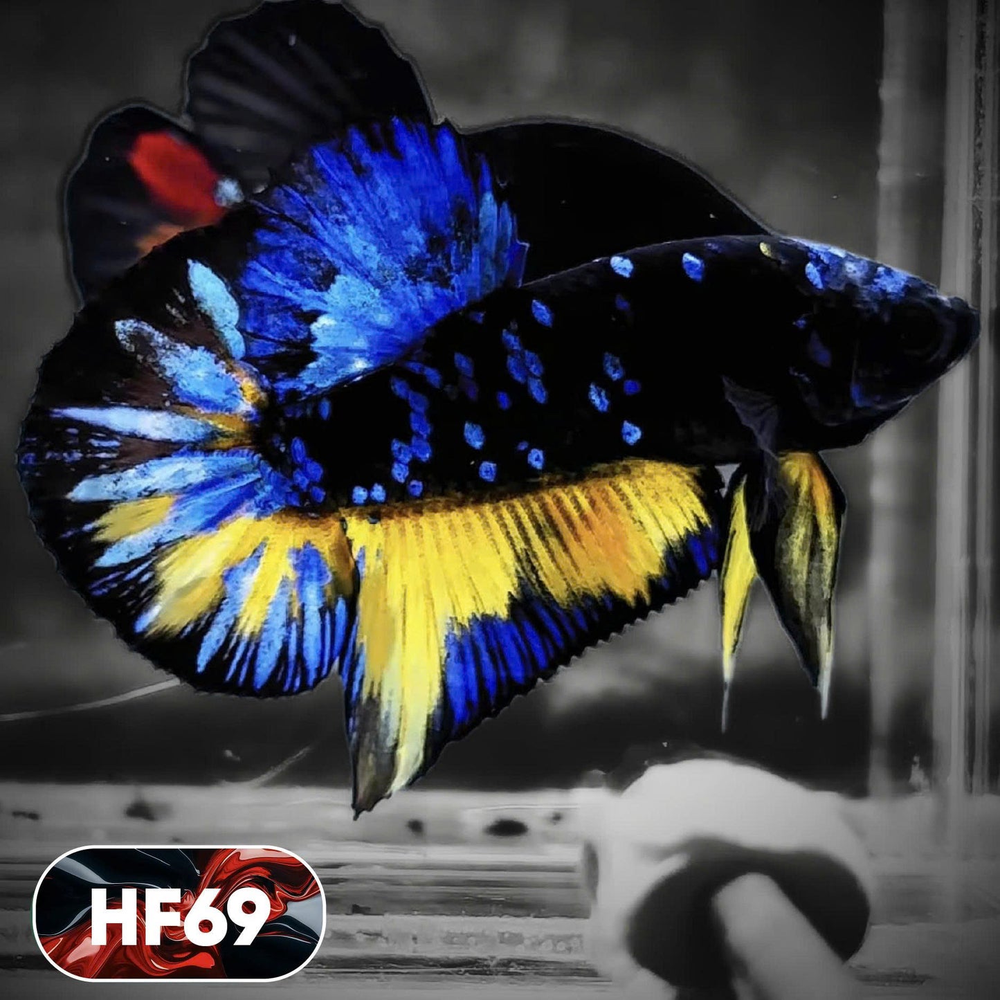 Dark Flame Hellfire Plakat Male Betta Fish | You Pick Fish | Exotic Betta