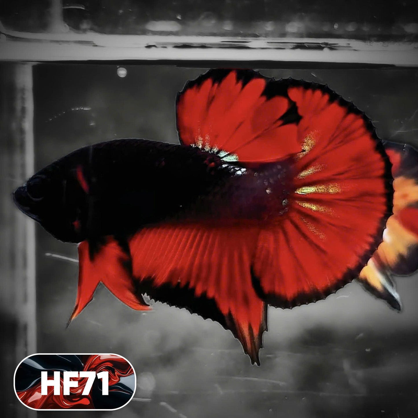 Dark Flame Hellfire Plakat Male Betta Fish | You Pick Fish | Exotic Betta