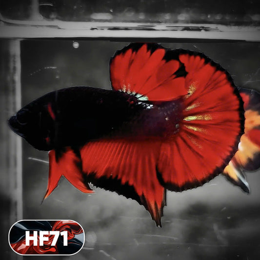 Dark Flame Hellfire Plakat Male Betta Fish | You Pick Fish | Exotic Betta