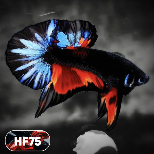 Dark Flame Hellfire Plakat Male Betta Fish | You Pick Fish | Exotic Betta