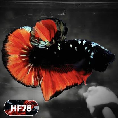 Dark Flame Hellfire Plakat Male Betta Fish | You Pick Fish | Exotic Betta