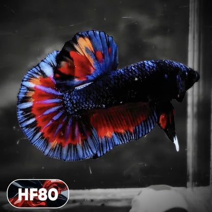Dark Flame Hellfire Plakat Male Betta Fish | You Pick Fish | Exotic Betta