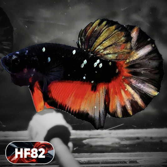 Dark Flame Hellfire Plakat Male Betta Fish | You Pick Fish | Exotic Betta