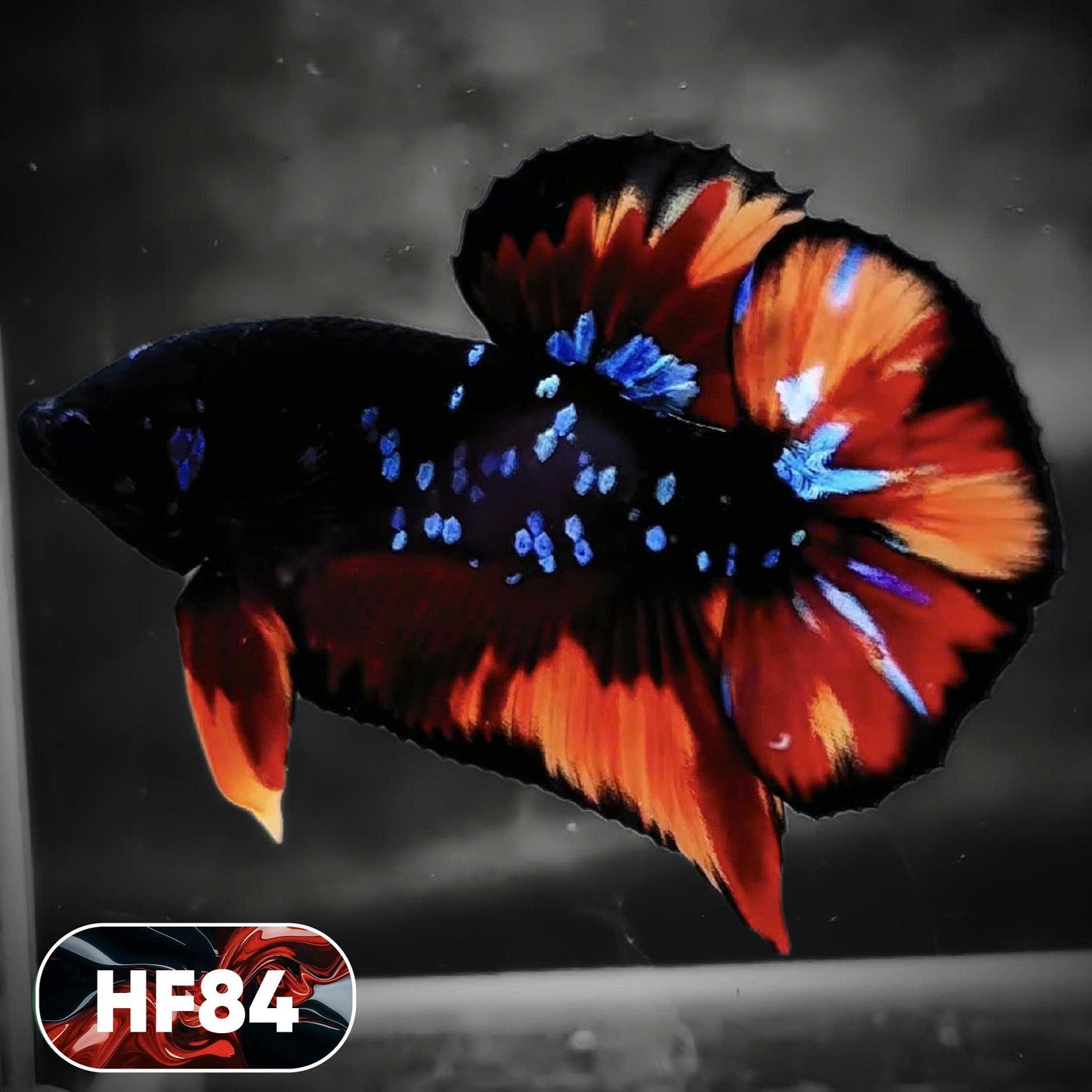 Dark Flame Hellfire Plakat Male Betta Fish | You Pick Fish | Exotic Betta