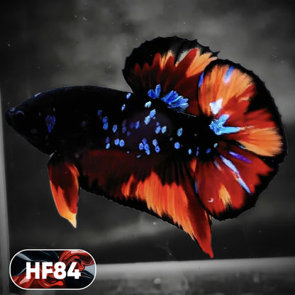 Dark Flame Hellfire Plakat Male Betta Fish | You Pick Fish | Exotic Betta