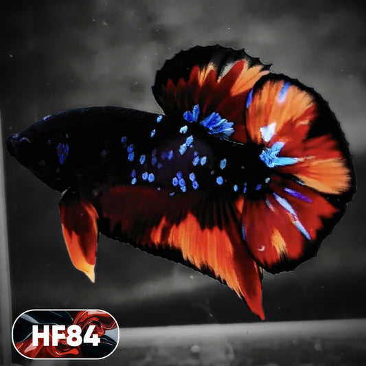 Dark Flame Hellfire Plakat Male Betta Fish | You Pick Fish | Exotic Betta