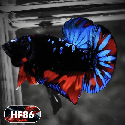 Dark Flame Hellfire Plakat Male Betta Fish | You Pick Fish | Exotic Betta