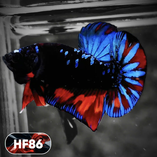 Dark Flame Hellfire Plakat Male Betta Fish | You Pick Fish | Exotic Betta