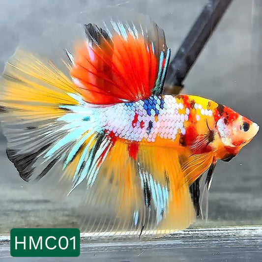 Multicolor Halfmoon Male Betta Fish | High Grade | Order Directly From Farm |  You Pick Fish |