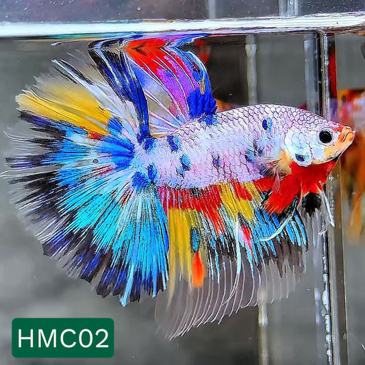 Multicolor Halfmoon Male Betta Fish | High Grade | Order Directly From Farm |  You Pick Fish |