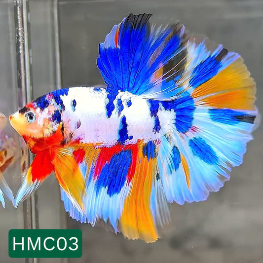 Multicolor Halfmoon Male Betta Fish | High Grade | Order Directly From Farm |  You Pick Fish |