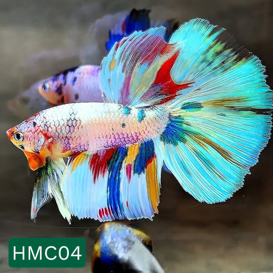 Multicolor Halfmoon Male Betta Fish | High Grade | Order Directly From Farm |  You Pick Fish |