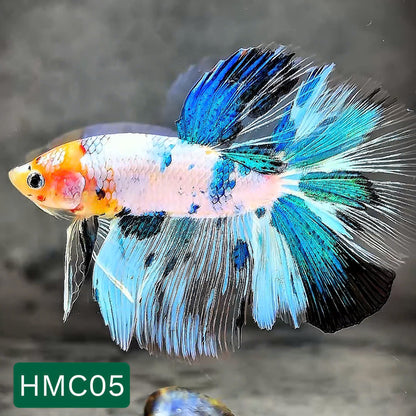 Multicolor Halfmoon Male Betta Fish | High Grade | Order Directly From Farm |  You Pick Fish |