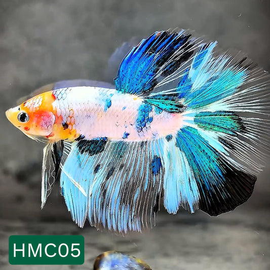Multicolor Halfmoon Male Betta Fish | High Grade | Order Directly From Farm |  You Pick Fish |