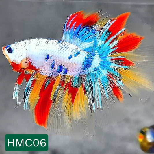 Multicolor Halfmoon Male Betta Fish | High Grade | Order Directly From Farm |  You Pick Fish |