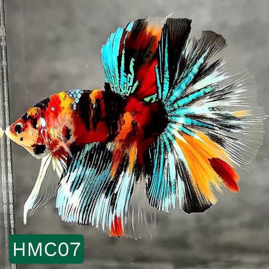 Multicolor Halfmoon Male Betta Fish | High Grade | Order Directly From Farm |  You Pick Fish |