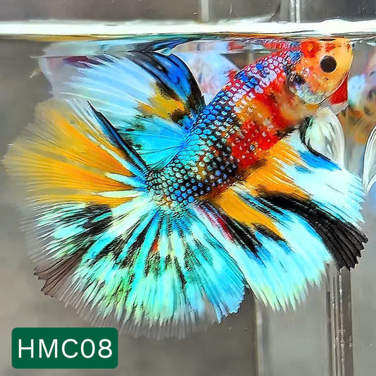 Multicolor Halfmoon Male Betta Fish | High Grade | Order Directly From Farm |  You Pick Fish |