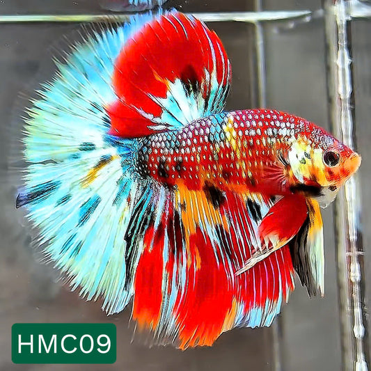 Multicolor Halfmoon Male Betta Fish | High Grade | Order Directly From Farm |  You Pick Fish |