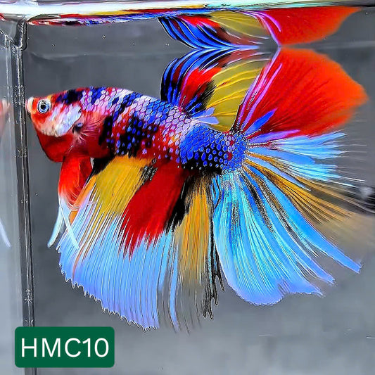 Multicolor Halfmoon Male Betta Fish | High Grade | Order Directly From Farm |  You Pick Fish |