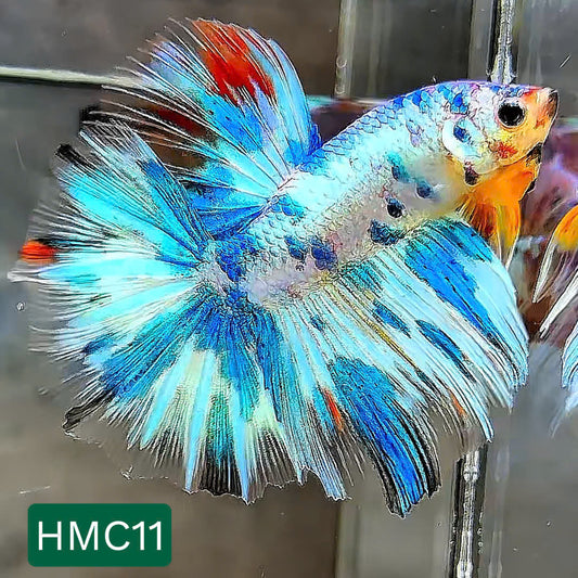 Multicolor Halfmoon Male Betta Fish | High Grade | Order Directly From Farm |  You Pick Fish |