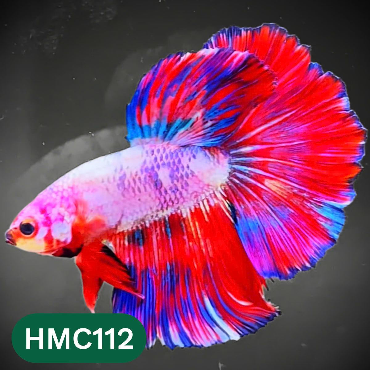 Multicolor Halfmoon Male Betta Fish | Order Directly From Farm | You Pick Fish