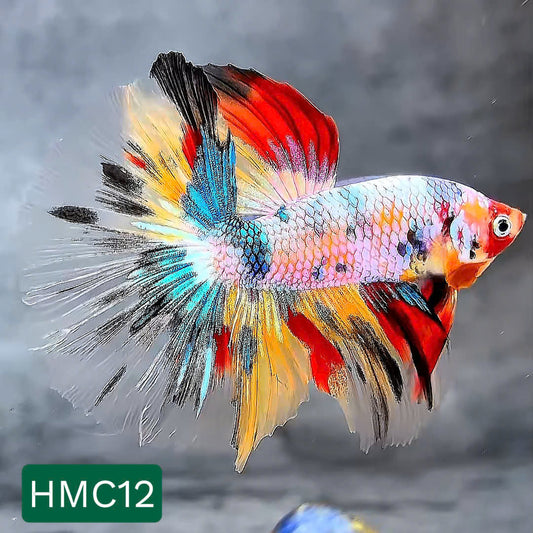 Multicolor Halfmoon Male Betta Fish | High Grade | Order Directly From Farm |  You Pick Fish |