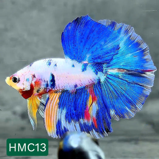 Multicolor Halfmoon Male Betta Fish | High Grade | Order Directly From Farm |  You Pick Fish |