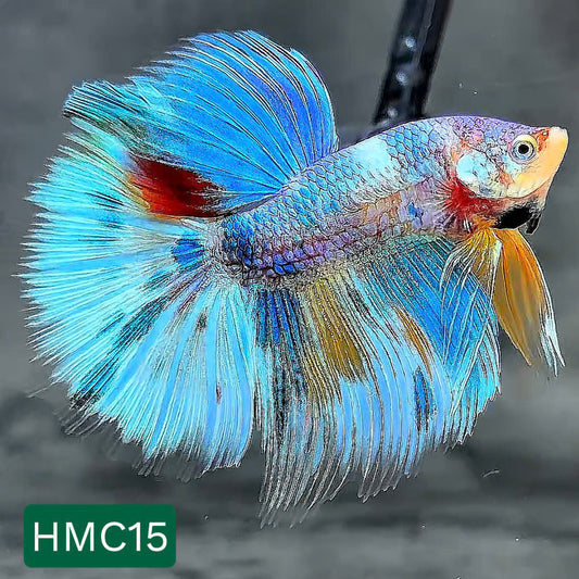 Multicolor Halfmoon Male Betta Fish | High Grade | Order Directly From Farm |  You Pick Fish |
