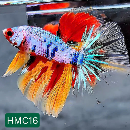 Multicolor Halfmoon Male Betta Fish | High Grade | Order Directly From Farm |  You Pick Fish |