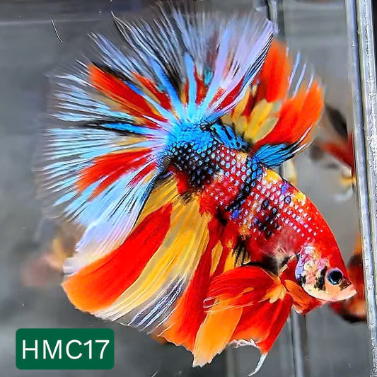 Multicolor Halfmoon Male Betta Fish | High Grade | Order Directly From Farm |  You Pick Fish |
