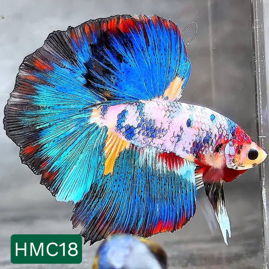 Multicolor Halfmoon Male Betta Fish | High Grade | Order Directly From Farm |  You Pick Fish |