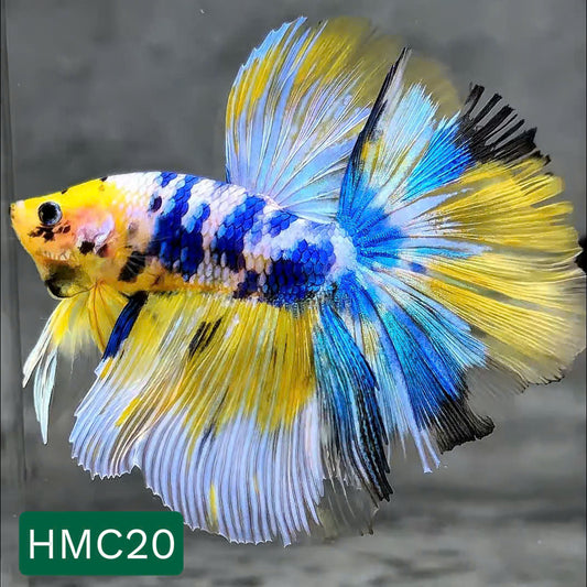 Multicolor Halfmoon Male Betta Fish | High Grade | Order Directly From Farm |  You Pick Fish |