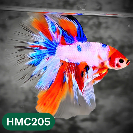 Multicolor Halfmoon Male Betta Fish | Order Directly From Farm | You Pick Fish
