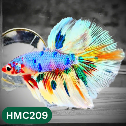 Multicolor Halfmoon Male Betta Fish | Order Directly From Farm | You Pick Fish